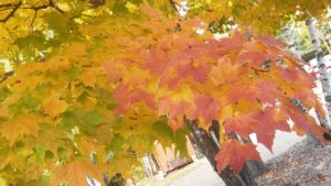 Fall leaves with brightly colored leaves